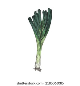 Cebolla verde brotando a mano con estilo de esbozo de raíces, ilustración vectorial aislada en fondo blanco. Productos vegetarianos orgánicos, alimentos frescos naturales