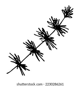 Hand drawn spruce branch clipart. Twig of coniferous tree doodle. Christmas and winter design element