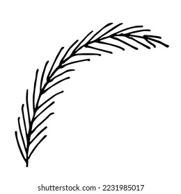 Hand drawn spruce branch clipart. Twig of coniferous tree doodle. Christmas and winter design element