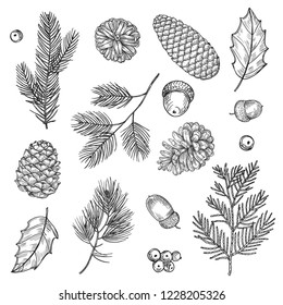 Hand drawn spruce branches and cones vector illustration. Forest elements isolated on white background