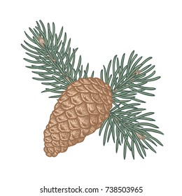 Hand drawn spruce branches with pine cone. Traditional Christmas decoration symbol for greeting card, poster, textile, banner, website.