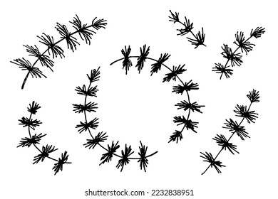 Hand drawn spruce branches. Twig of coniferous tree doodle set. Christmas and winter design elements