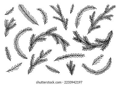 Hand drawn spruce branches. Twig of coniferous tree doodle set. Christmas and winter design elements