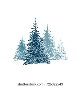 hand drawn spruce forest