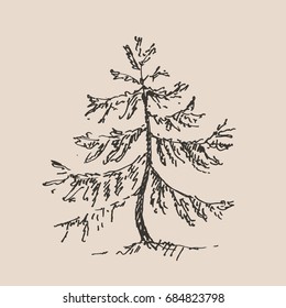 Hand drawn spruce tree. Sketch, vector illustration.