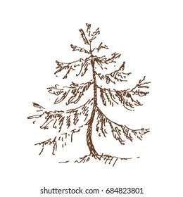Hand drawn spruce tree. Sketch, vector illustration.
