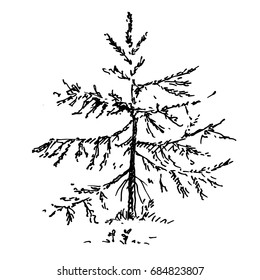 Hand drawn spruce tree. Sketch, vector illustration.