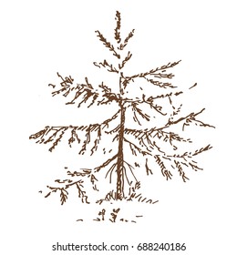 Hand drawn spruce tree. Sketch, vector illustration.