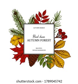 Hand drawn square autumn botanical frame with leaves, cone, fir tree branch and berries. Vector illustration in colored sketch style isolated on white. Realistic forest design elements Space for text