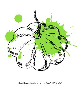 Hand drawn squash. Can be used for vegan products, brochures, banner, restaurant menu, farmers market and organic food store