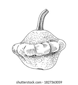 Handgezogener Squash. Frisches Gemüse. Skizzierte Vektorgrafik