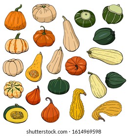 Hand drawn squash set. Autumn collection of various pumpkins for your design