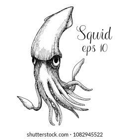 Hand drawn squid