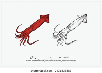 hand drawn squid vector illustration