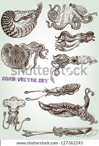  hand drawn squid vector set