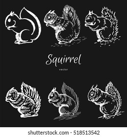 hand drawn squirrel