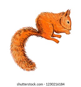 Hand drawn squirrel eating nut. Retro realistic animal isolated. Vintage style. Colorful line graphic design drawing. Vector sketch. Christmas wildlife forest animal.