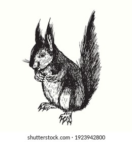 Hand drawn squirrel. Ink black and white drawing. Vector illustration