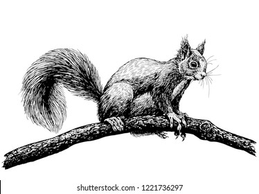 Hand drawn squirrel on a branch on white background