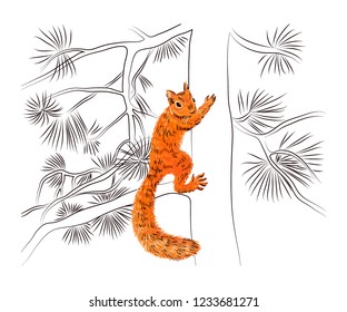 Hand drawn squirrel on the pine tree. Retro realistic animal isolated. Vintage style. Colorful line graphic design drawing. Vector sketch. Christmas wildlife forest animal.

