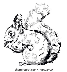 Hand Drawn Squirrel On A White Background. Vector