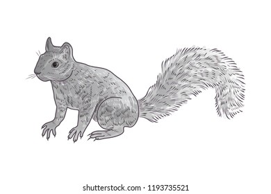 Hand drawn squirrel. Retro realistic animal isolated. Vintage style. Doodle line graphic design. Black and white drawing mammal. Vector sketch. Christmas animal