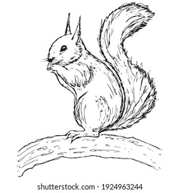 Ardilla dibujada a mano. Animales retro realistas aislados. Estilo vintage. Diseño gráfico de la línea de dibujo de Doodle. Mamífero dibujado en blanco y negro. Esbozo vectorial.