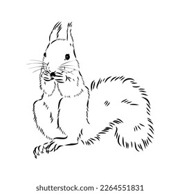 Hand drawn squirrel. Retro realistic animal isolated. Vintage style. Doodle line graphic design. Black and white drawing mammal. Vector sketch. Christmas animal.
