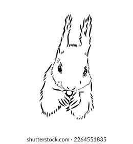 Hand drawn squirrel. Retro realistic animal isolated. Vintage style. Doodle line graphic design. Black and white drawing mammal. Vector sketch. Christmas animal.