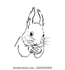 Hand drawn squirrel. Retro realistic animal isolated. Vintage style. Doodle line graphic design. Black and white drawing mammal. Vector sketch. Christmas animal.