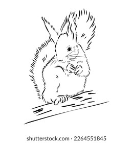Hand drawn squirrel. Retro realistic animal isolated. Vintage style. Doodle line graphic design. Black and white drawing mammal. Vector sketch. Christmas animal.