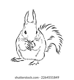 Hand drawn squirrel. Retro realistic animal isolated. Vintage style. Doodle line graphic design. Black and white drawing mammal. Vector sketch. Christmas animal.