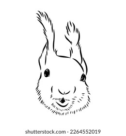 Hand drawn squirrel. Retro realistic animal isolated. Vintage style. Doodle line graphic design. Black and white drawing mammal. Vector sketch. Christmas animal.