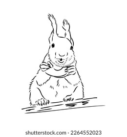 Hand drawn squirrel. Retro realistic animal isolated. Vintage style. Doodle line graphic design. Black and white drawing mammal. Vector sketch. Christmas animal.