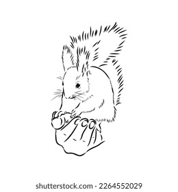 Hand drawn squirrel. Retro realistic animal isolated. Vintage style. Doodle line graphic design. Black and white drawing mammal. Vector sketch. Christmas animal.