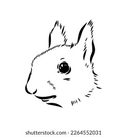 Hand drawn squirrel. Retro realistic animal isolated. Vintage style. Doodle line graphic design. Black and white drawing mammal. Vector sketch. Christmas animal.