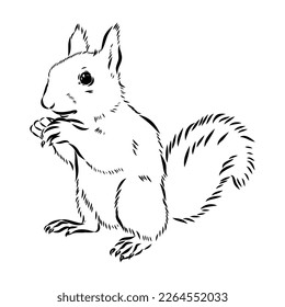 Hand drawn squirrel. Retro realistic animal isolated. Vintage style. Doodle line graphic design. Black and white drawing mammal. Vector sketch. Christmas animal.