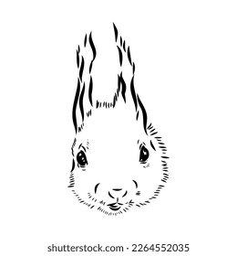 Hand drawn squirrel. Retro realistic animal isolated. Vintage style. Doodle line graphic design. Black and white drawing mammal. Vector sketch. Christmas animal.
