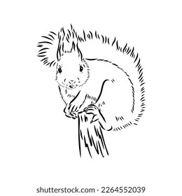 Hand drawn squirrel. Retro realistic animal isolated. Vintage style. Doodle line graphic design. Black and white drawing mammal. Vector sketch. Christmas animal.