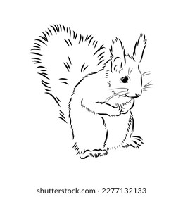 Hand drawn squirrel. Retro realistic animal isolated. Vintage style. Doodle line graphic design. Black and white drawing mammal. Vector sketch. Christmas animal.