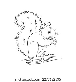 Hand drawn squirrel. Retro realistic animal isolated. Vintage style. Doodle line graphic design. Black and white drawing mammal. Vector sketch. Christmas animal.
