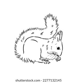 Hand drawn squirrel. Retro realistic animal isolated. Vintage style. Doodle line graphic design. Black and white drawing mammal. Vector sketch. Christmas animal.