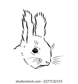 Hand drawn squirrel. Retro realistic animal isolated. Vintage style. Doodle line graphic design. Black and white drawing mammal. Vector sketch. Christmas animal.