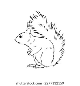 Hand drawn squirrel. Retro realistic animal isolated. Vintage style. Doodle line graphic design. Black and white drawing mammal. Vector sketch. Christmas animal.