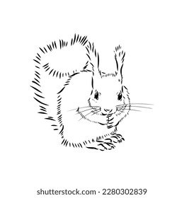 Hand drawn squirrel. Retro realistic animal isolated. Vintage style. Doodle line graphic design. Black and white drawing mammal. Vector sketch. Christmas animal.