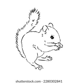 Hand drawn squirrel. Retro realistic animal isolated. Vintage style. Doodle line graphic design. Black and white drawing mammal. Vector sketch. Christmas animal.