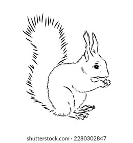 Hand drawn squirrel. Retro realistic animal isolated. Vintage style. Doodle line graphic design. Black and white drawing mammal. Vector sketch. Christmas animal.