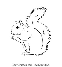 Hand drawn squirrel. Retro realistic animal isolated. Vintage style. Doodle line graphic design. Black and white drawing mammal. Vector sketch. Christmas animal.