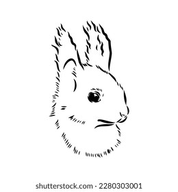 Ardilla dibujada a mano. Animales retro realistas aislados. Estilo vintage. Diseño gráfico de la línea de dibujo de Doodle. Mamífero dibujado en blanco y negro. Esbozo vectorial. animal de Navidad.