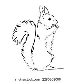 Hand drawn squirrel. Retro realistic animal isolated. Vintage style. Doodle line graphic design. Black and white drawing mammal. Vector sketch. Christmas animal.